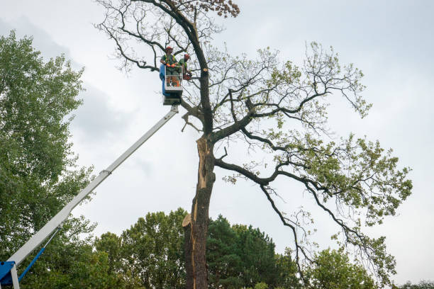 The Steps Involved in Our Tree Care Process in Wilburton, OK